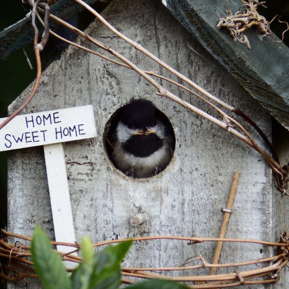 ~ Home is where you build your nest ~ - Picture 4 of 5